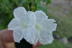 Ipomoea proxima