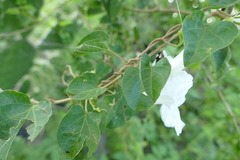 Ipomoea proxima