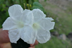 Ipomoea proxima