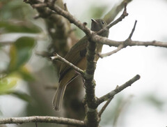 Mionectes oleagineus