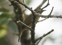 Mionectes oleagineus