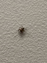 Hasarius adansoni