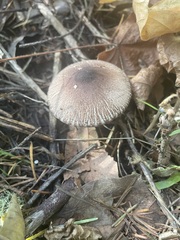 Lepiota flammeotincta