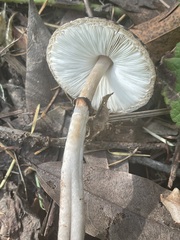 Lepiota flammeotincta