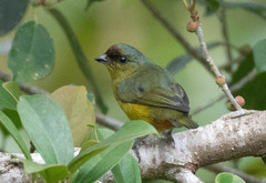Euphonia gouldi