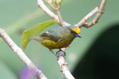 Euphonia gouldi