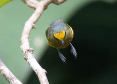 Euphonia gouldi
