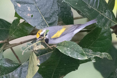 Vermivora chrysoptera