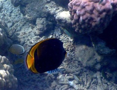 Chaetodon flavirostris