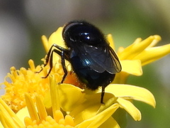 Copestylum nigripes