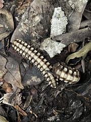 Nyssodesmus python