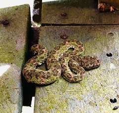 Bothriechis schlegelii