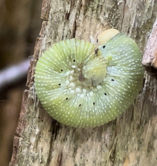 Trichiosoma triangulum