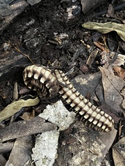 Nyssodesmus python