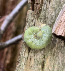 Trichiosoma triangulum