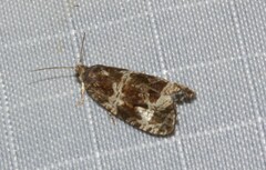 Olethreutes valdanum