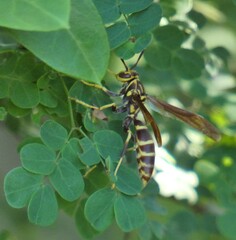 Polistes bequaertellus