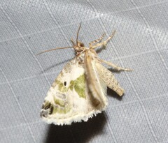 Maliattha synochitis