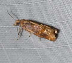 Eucosma ochroterminana