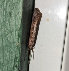 Glyphopsyche irrorata