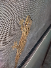 Thecadactylus solimoensis