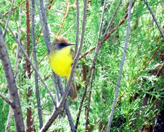 Pseudocolopteryx citreola