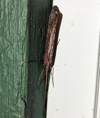Glyphopsyche irrorata