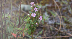 Rhynchanthera dichotoma