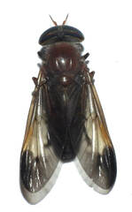 Stypommisa apicalis