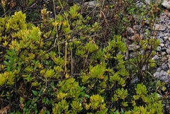 Baccharis odorata