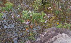 Rhynchanthera dichotoma
