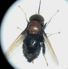 Fidena