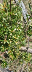 Cyathodes glauca