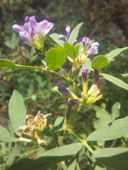 Medicago sativa