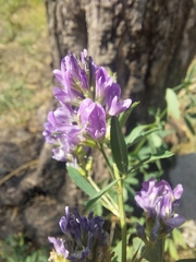 Medicago sativa