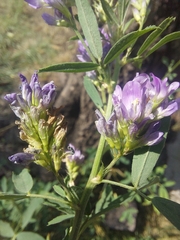 Medicago sativa