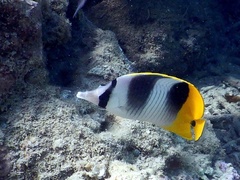 Chaetodon ulietensis