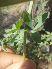 Medicago sativa