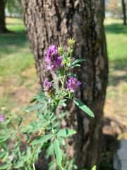Medicago sativa
