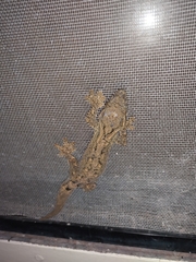 Thecadactylus solimoensis