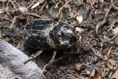 Trichogomphus mongol