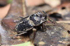 Trichogomphus mongol