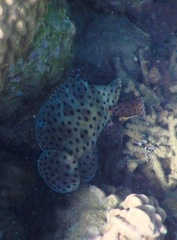 Chromileptes altivelis