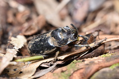 Trichogomphus mongol