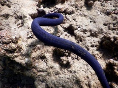 Emydocephalus annulatus