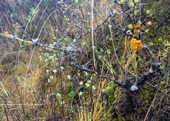 Minthostachys mollis