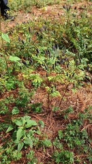 Tagetes foetidissima