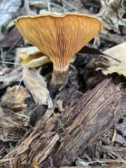 Agaricomycetidae