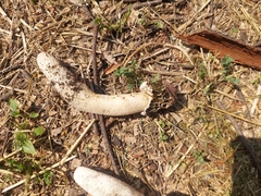 Phallus hadriani