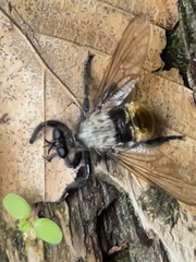 Laphria